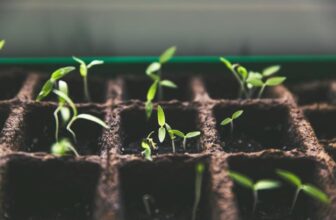 How Can You Propagate Plants Like a Pro?