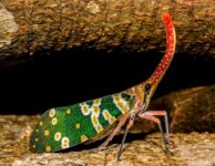 Why Do Exotic Pets Need Specialized Enclosures and Habitat Setups?